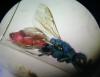Chrysura rufiventris